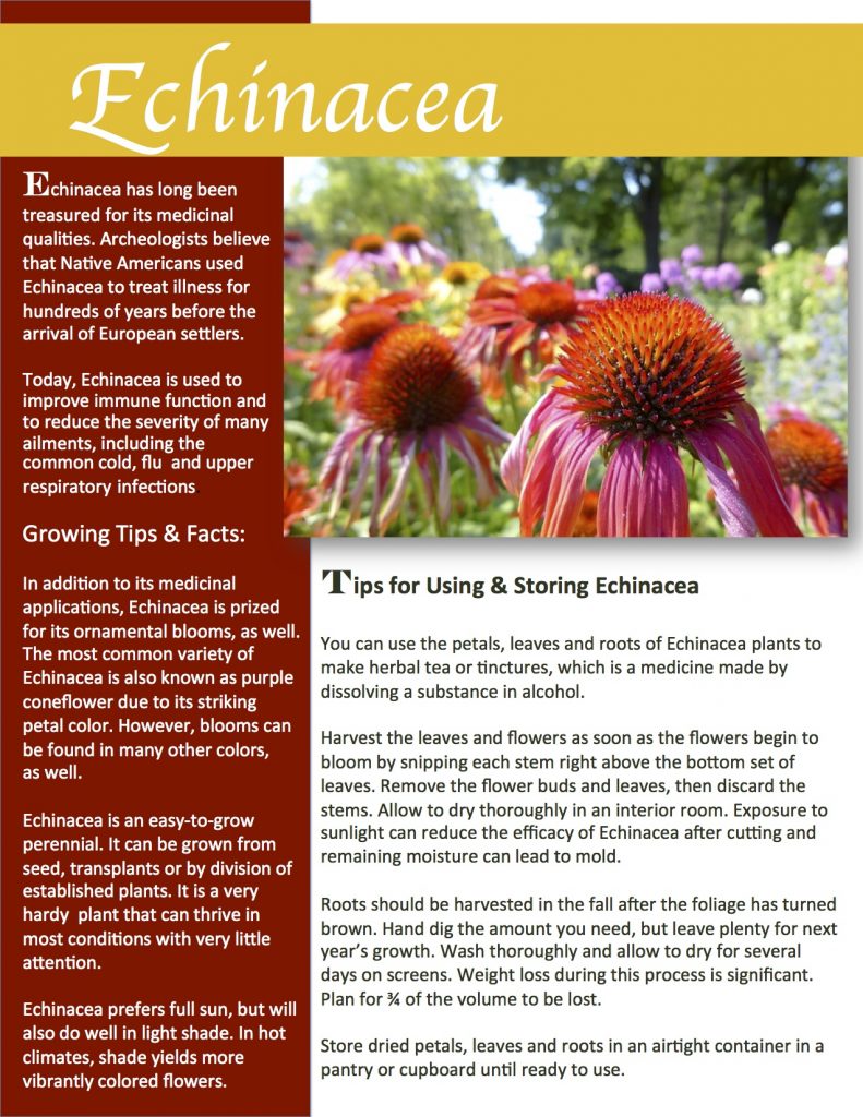 Tips for growing, using and preserving echinacea. Herb Gardening 101.