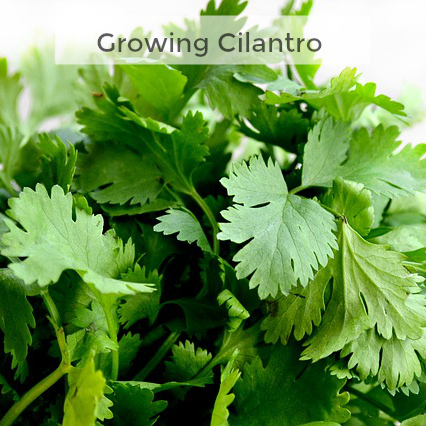 Herb Gardening 101 - Tips for growing, using and preserving cilantro.
