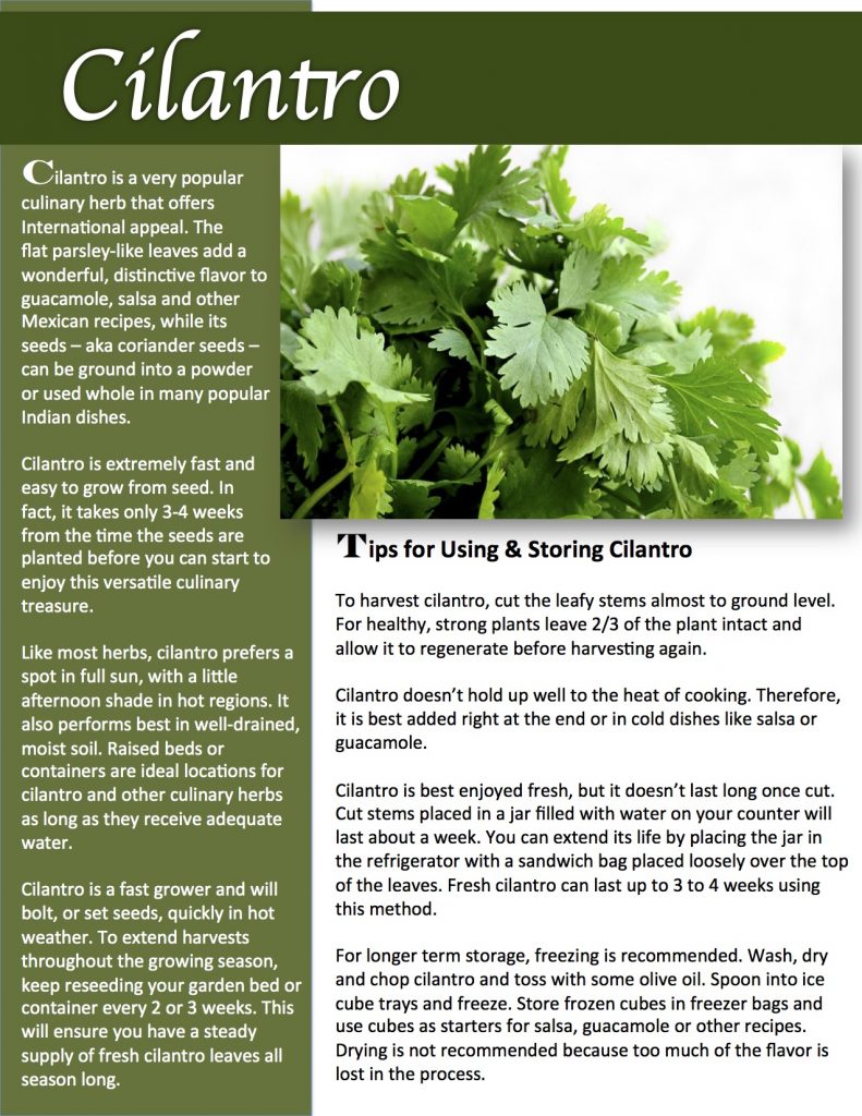 Herb Gardening Tips: How to grow, use and preserve cilantro.