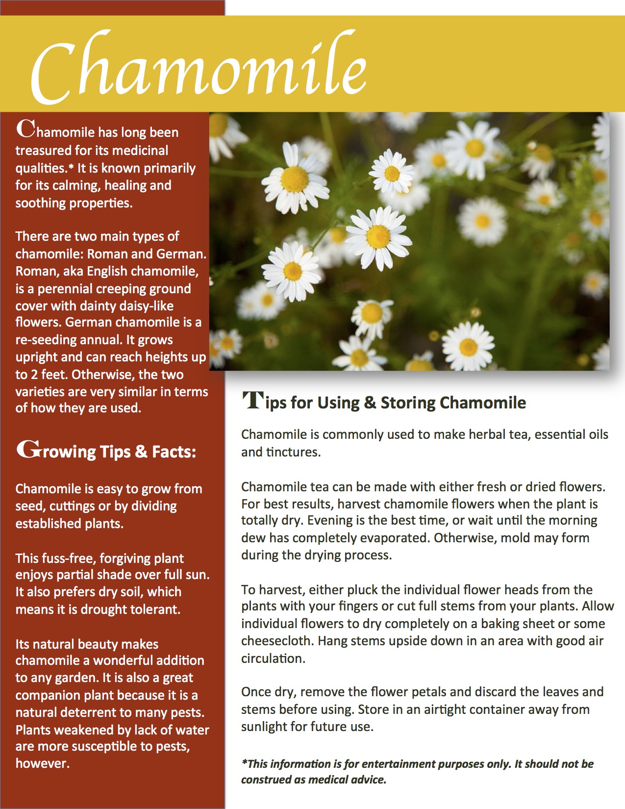 Herb Gardening 101: Growing Chamomile
