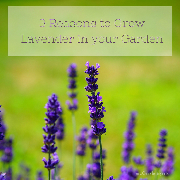 3 Reasons to Grow Lavender in Your Garden