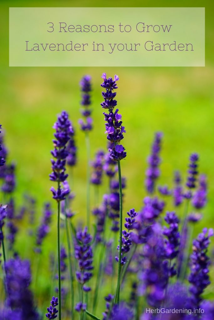 3 reasons to grow lavender in your garden | HerbGardening.info