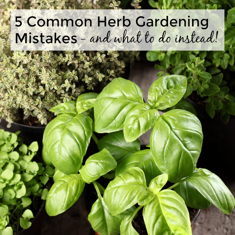 5 Common Herb Gardening Mistakes and what to do instead!