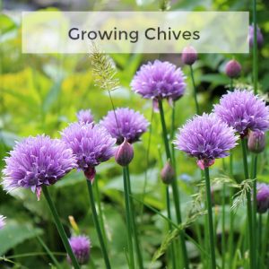 Herb Gardening 101: Growing Chives