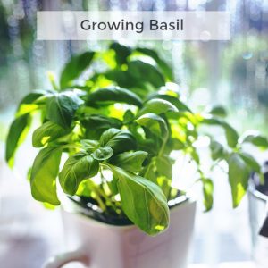 Herb Gardening 101: Tips for Growing Basil