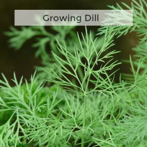 Herb Gardening 101: Tips for Growing Dill