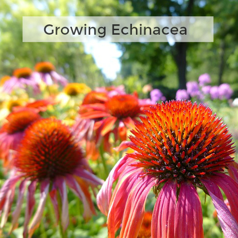 Herb Gardening 101 - Tips for Growing Echinacea