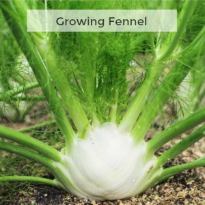 Herb Gardening 101: Tips for Growing Fennel