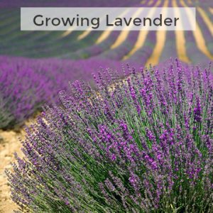 Herb Gardening 101: Tips for Growing Lavender