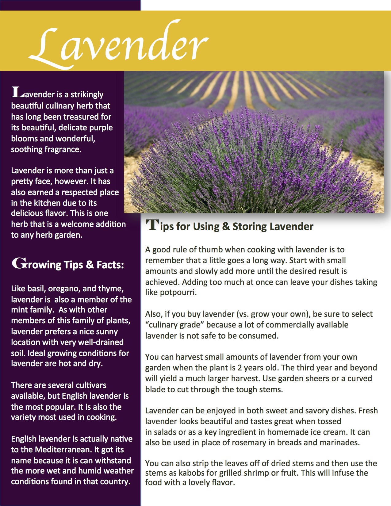 Herb Gardening 101: Growing Lavender