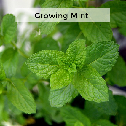 Herb Gardening 101: Tips for Growing Mint