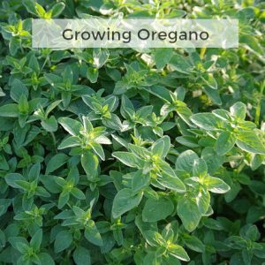 Herb Gardening 101: Tips for Growing Oregano