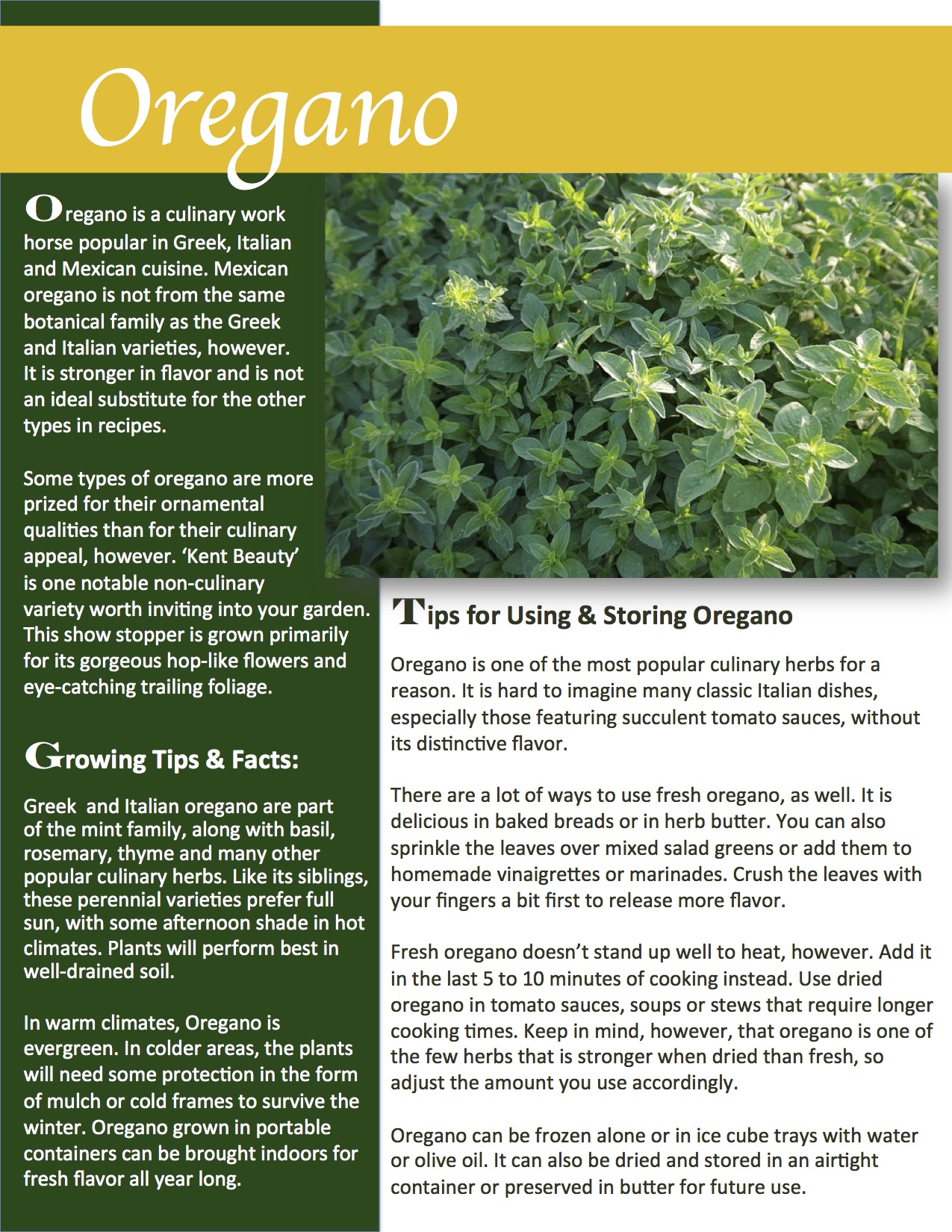Herb Gardening 101: Growing Oregano