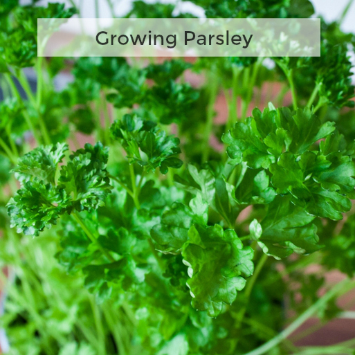 Herb Gardening 101: Tips for Growing Parsley
