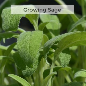 Herb Gardening 101 - Tips for Growing Sage