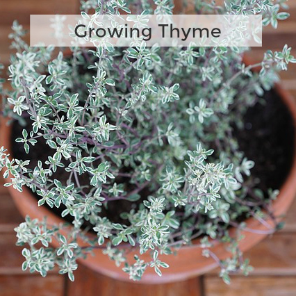 Herb Gardening 101: Tips for Growing Thyme
