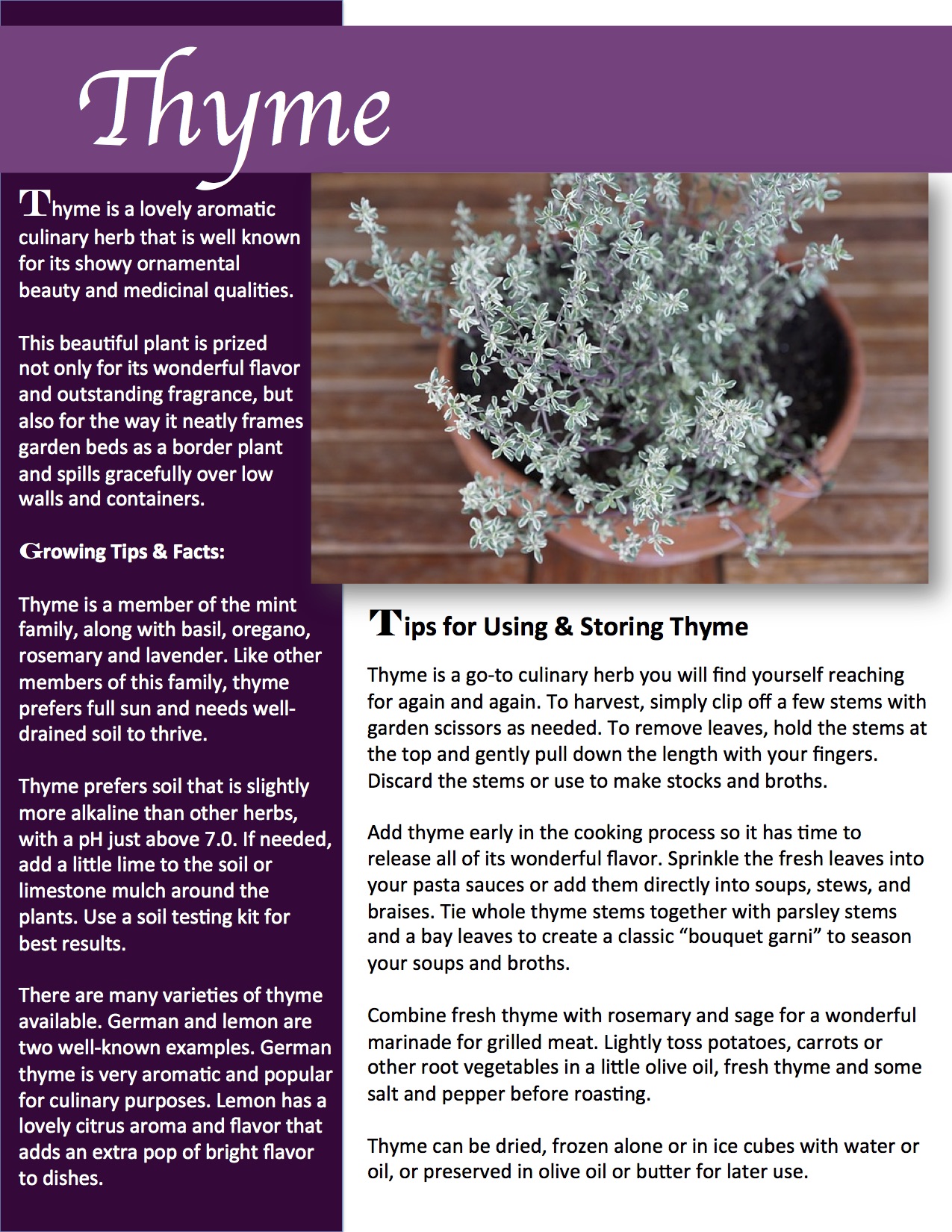 Herb Gardening 101: Growing Thyme