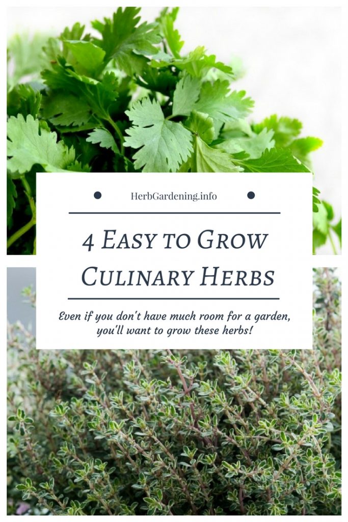 4 easy to grow culinary herbs every cook needs to grow