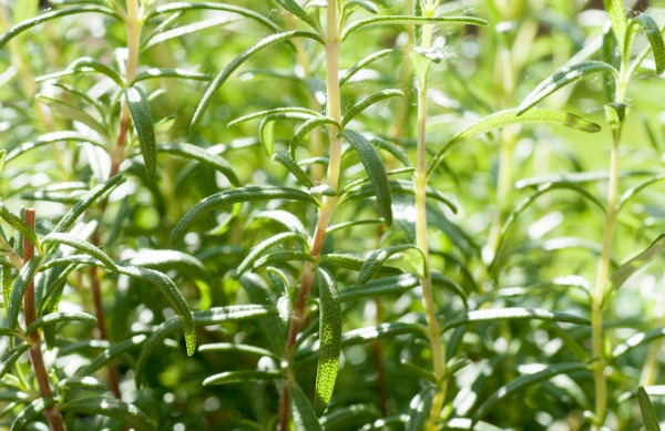 Rosemary is a versatile and easy to grow culinary herb.
