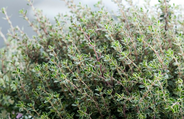 4 must-have culinary herbs to plant in your garden