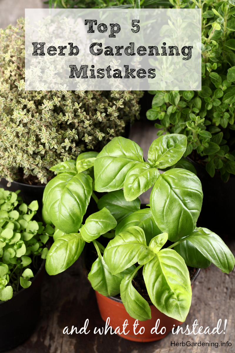 New to herb gardening? Don't make these common herb gardening mistakes! We'll tell you what to avoid and what to do instead.