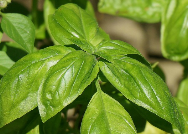4 easy to grow culinary herbs for small spaces. 1. Basil