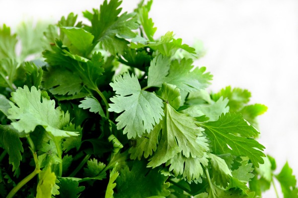 4 easy to grow and versatile culinary herbs - cilantro