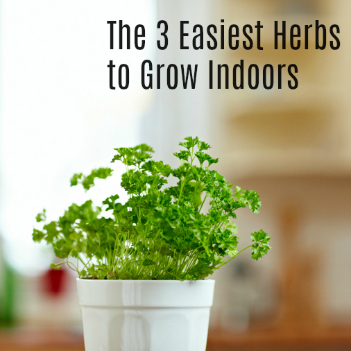 The 3 easiest herbs to grow indoors.