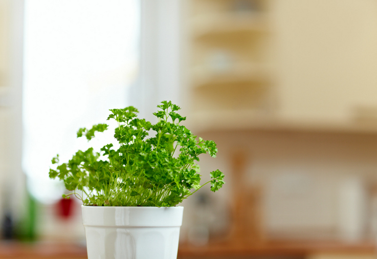 The top 3 herbs to grow indoors