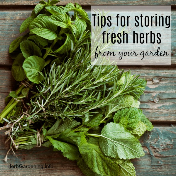 Tips for storing fresh herbs from your garden