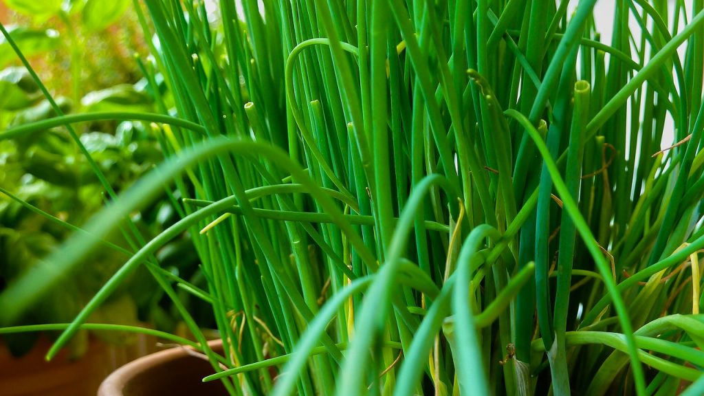 Top 3 herbs to grow indoors. Chives are one of the easiest herbs to grow indoors.