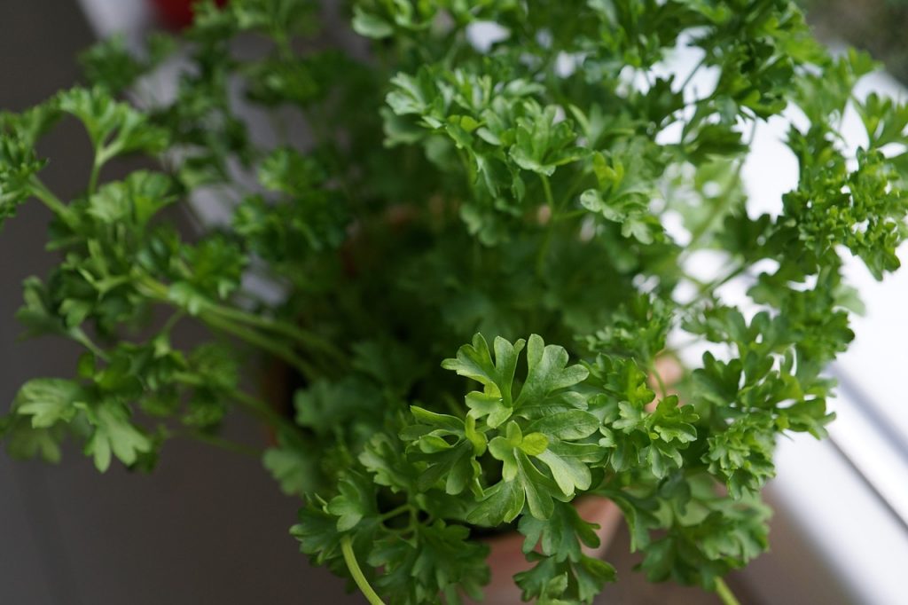 Top 3 herbs to grow indoors. - Parsley