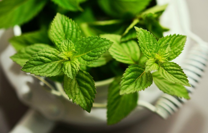 Top 3 herbs to grow indoors. Mint is an easy herb to grow indoors - just be sure to give it its own container!