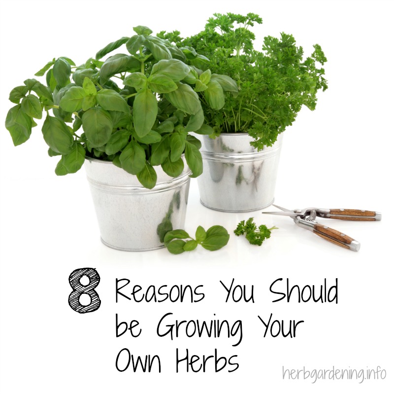 8 reasons you should be growing your own herbs #herbgardening #gardening