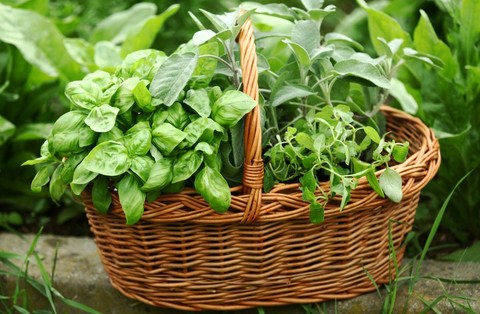 DIY Containers for Herb Gardens - baskets make great containers for growing herbs.