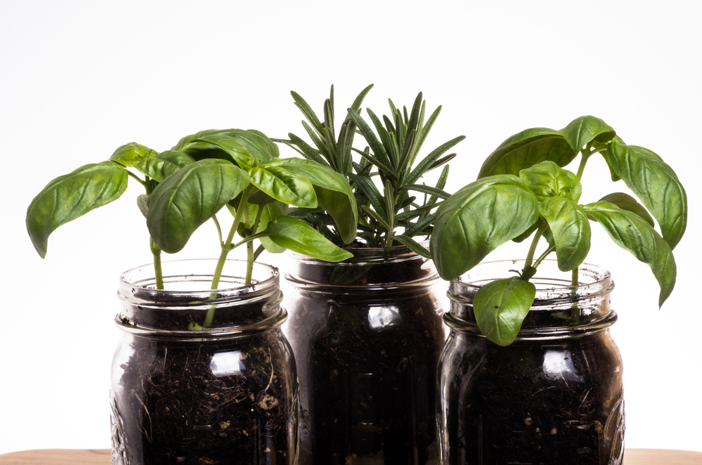 DIY Herb Containers - Mason jars make cute and inexpensive herb containers for your kitchen windowsill.