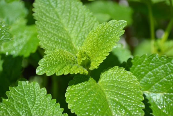 Herbs for Shady Spots: 3.Lemon Balm is a perennial herbs which thrives in part to mostly shaded areas where soil is kept damp but not wet.