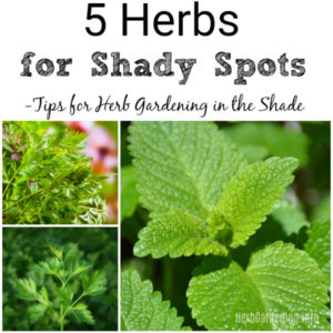 5 Herbs for Shady Spots - Tips for Herb Gardening in the Shade. #herbgarden #gardeningtips