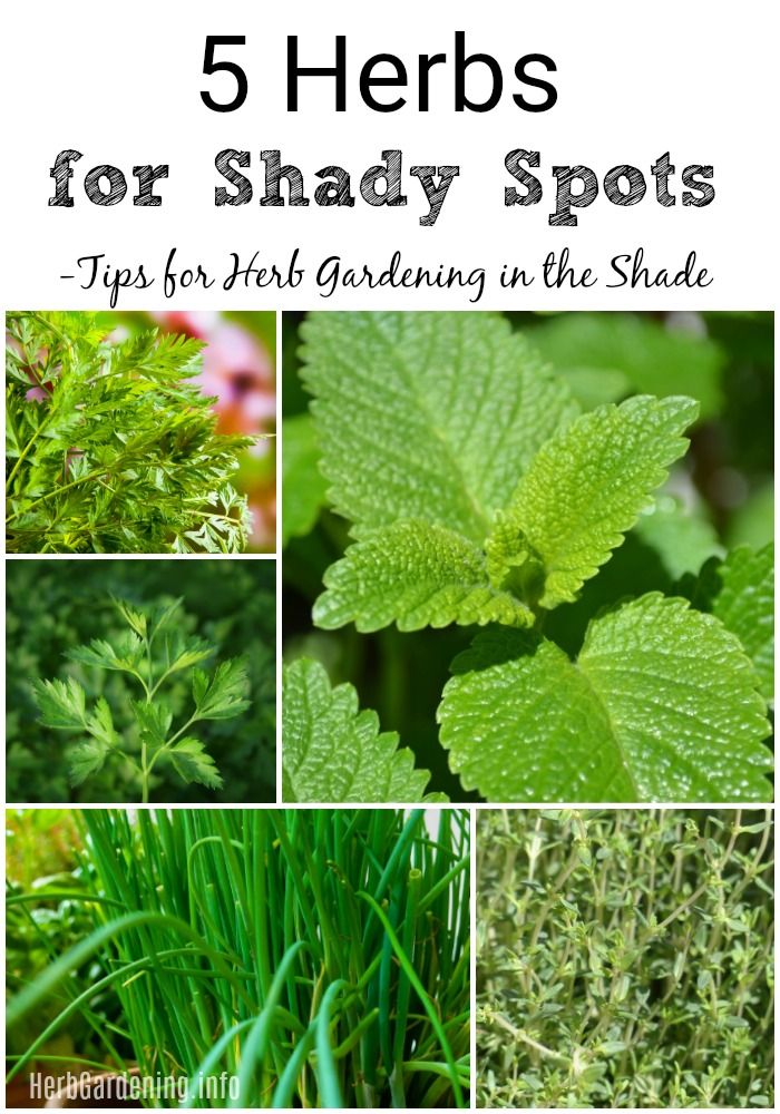 Tips for Herb Gardening in the Shade