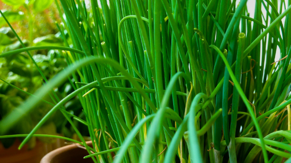 Herbs for shady spots: Chives do very well in partial shade.
