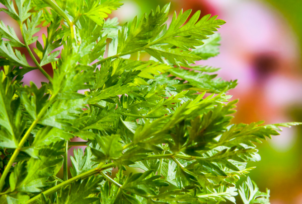 Herbs for Shady Spots: Chervil is a perennial in warm climates and may be grown as an annual in cooler climates.
