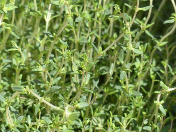 Herbs for Shady Spots: Thyme can be planted in partial shade to full sun. Keep soil moist but not wet.
