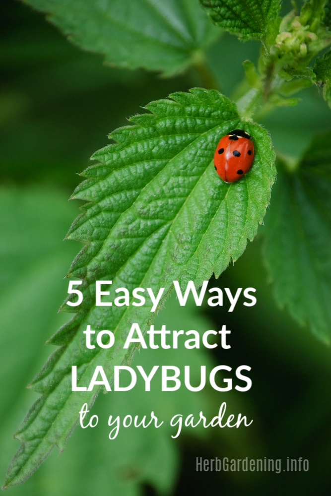 Ladybugs are beneficial insects that will help control the population of other more harmful insects in your garden. Here are 5 ways to attract ladybugs to your garden and help them feel at home. #gardening #organicgardening #ladybugs #herbs #beneficialinsects