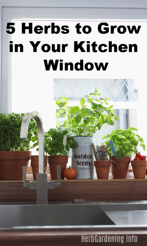 5 Herbs to Grow in Your Kitchen Window. #herbs 