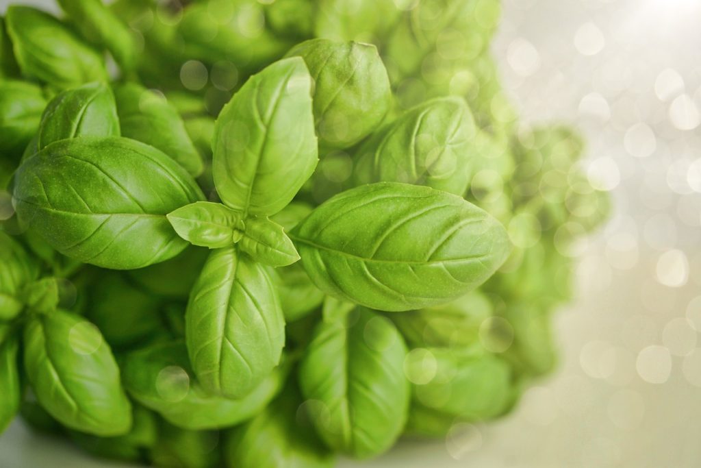 5 Herbs to Grow In Your Kitchen Window Sill. #1 Basil #herbs