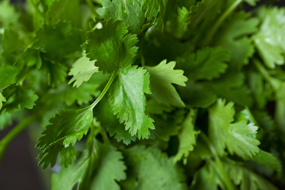 5 herbs to grow on your kitchen window sill: #3 Cilantro