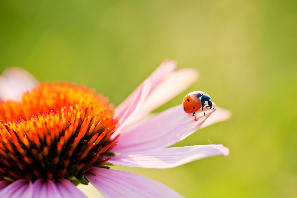 5 ways to attract ladybugs to your garden.