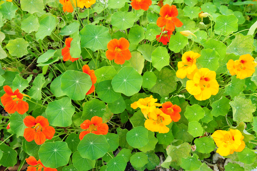Plant decoy plants like nasturtiums to attract aphids and keep them away from other plants in your garden.