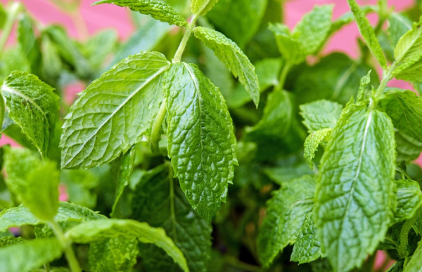 5 Herbs to Grow in Your Kitchen Windowsill - #4 Mint