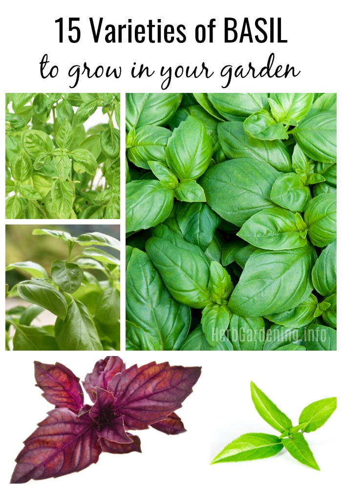 Basil is one of the best herbs to grow if you love to cook, and with so many different varieties of basil to choose from, how can you limit yourself to just one type? #basil #herbs #herbgarden